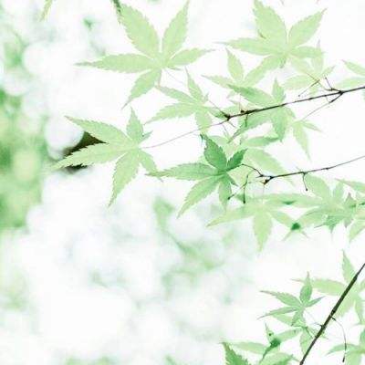 申万菱信中证申万电子行业投资指数(LOF)C净值上涨0.10%