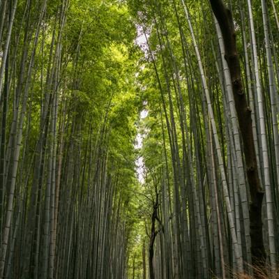 陈从周百年纪念展：结缘交友诗词丹青，毕生倾注园林建筑